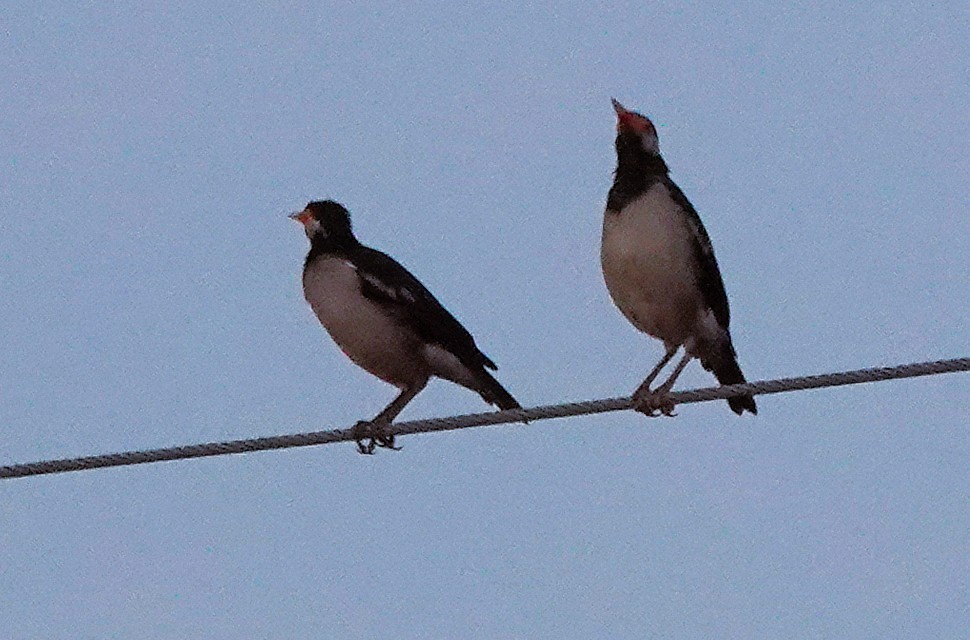 Indian Pied Starling - ML644736907