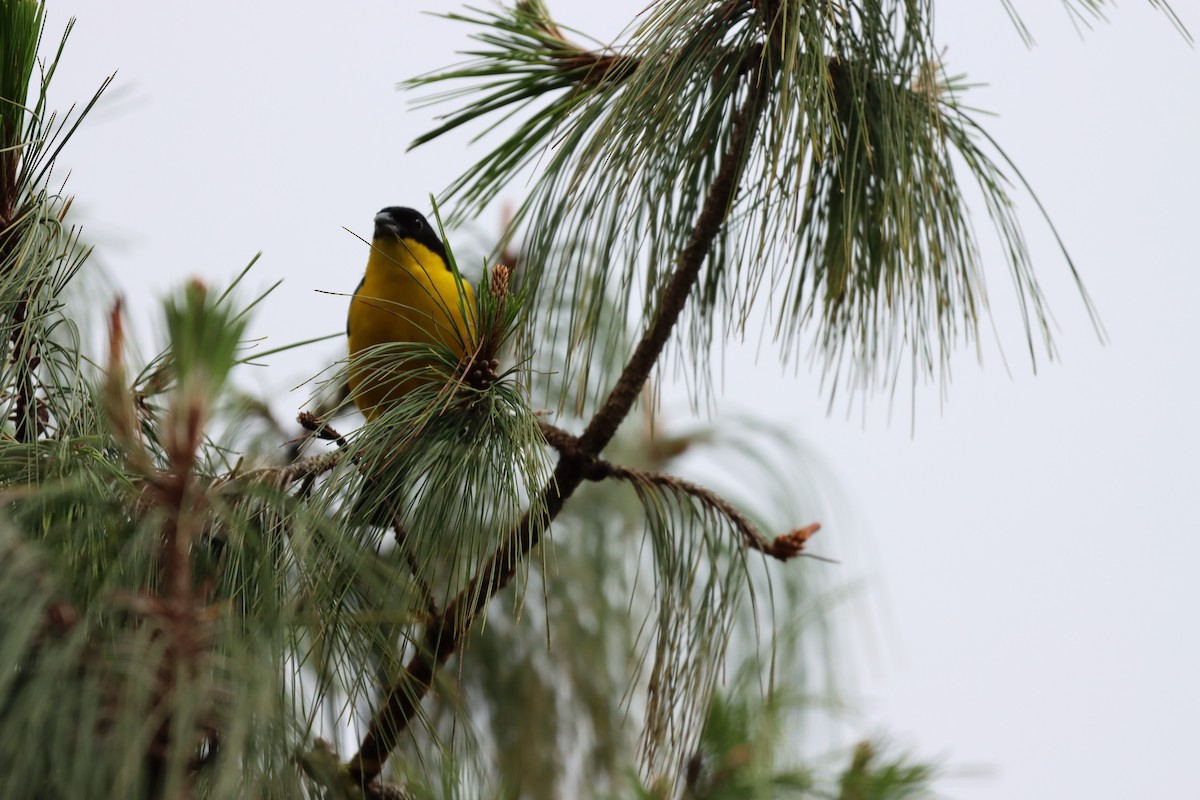 Blue-winged Mountain Tanager - ML644736909