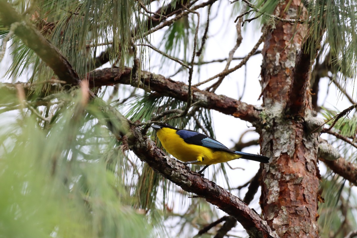 Blue-winged Mountain Tanager - ML644736910