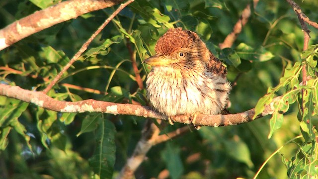 Лінивка-смугохвіст білогорла (підвид torridus) - ML644736913