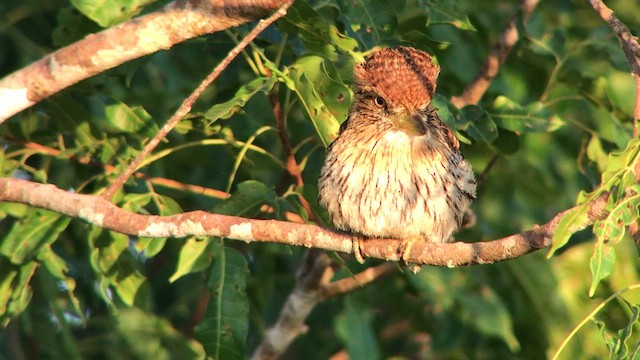 Лінивка-смугохвіст білогорла (підвид torridus) - ML644736914