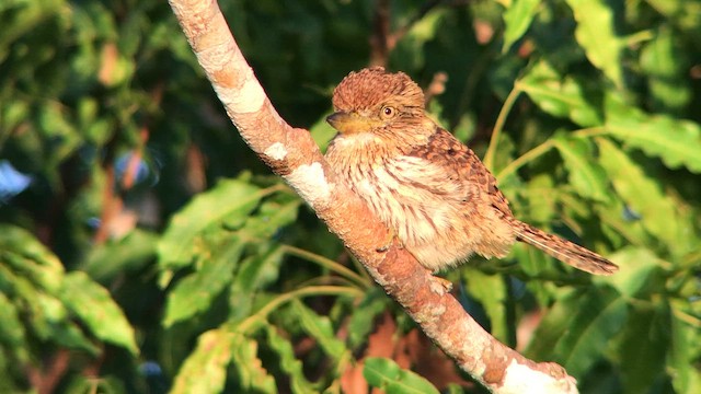 Лінивка-смугохвіст білогорла (підвид torridus) - ML644736915