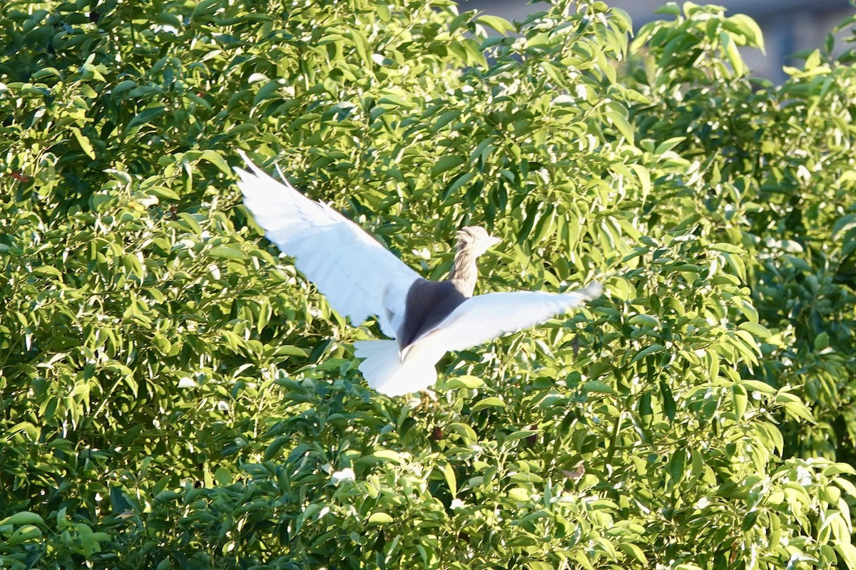 volavka čínská - ML644736928