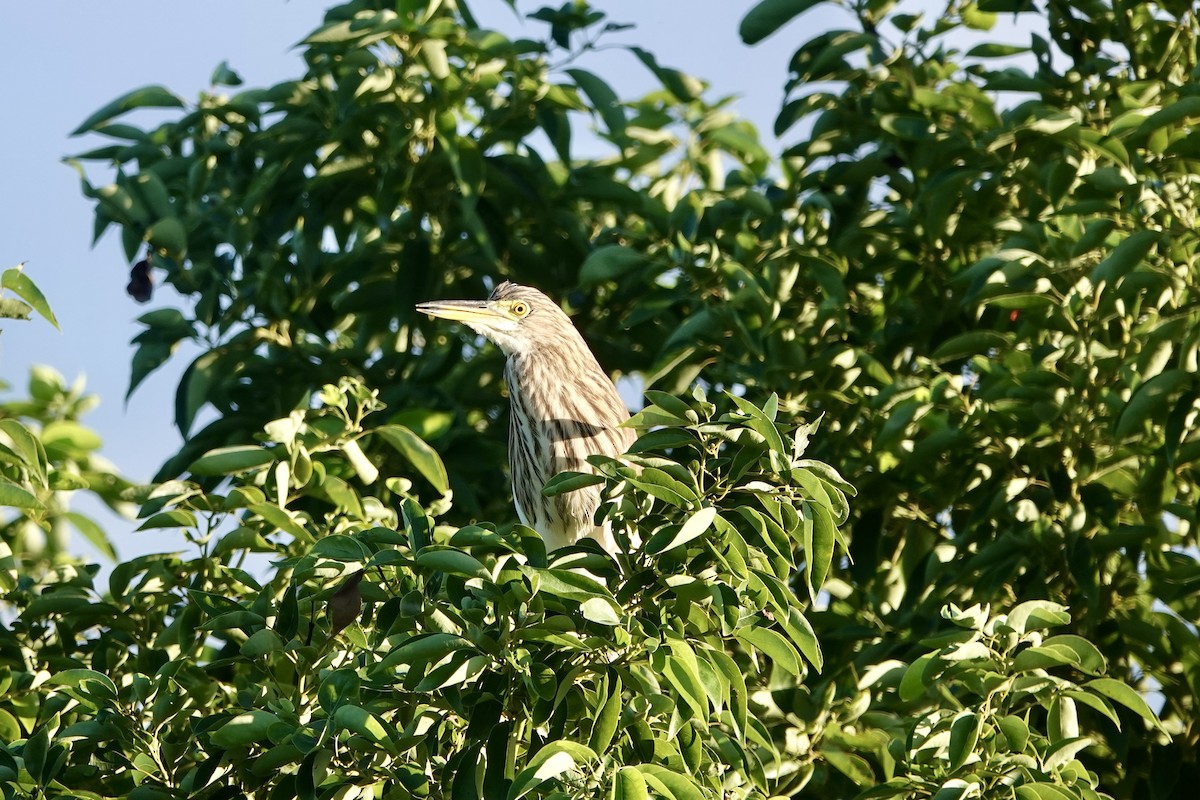 volavka čínská - ML644736929