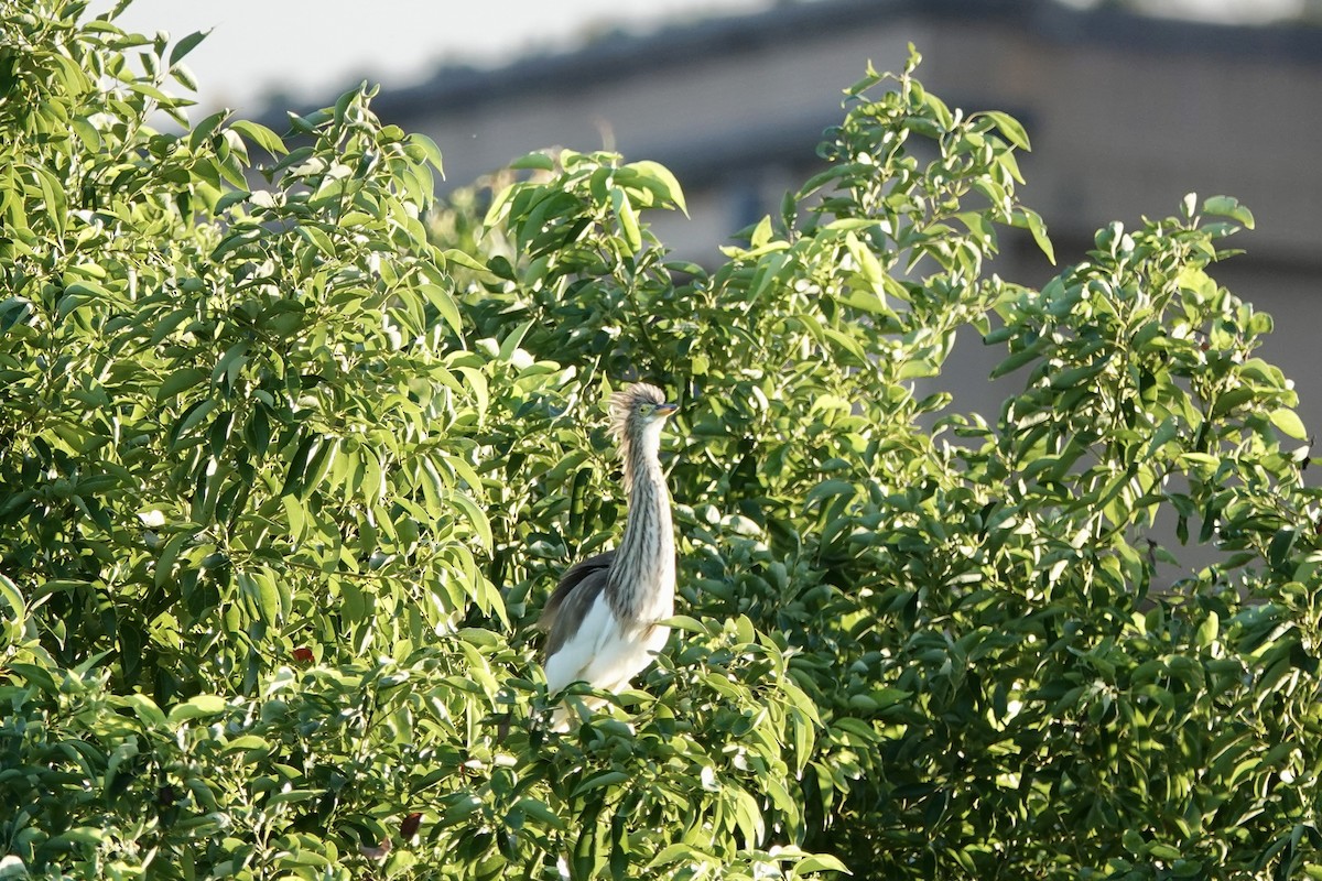 volavka čínská - ML644736930