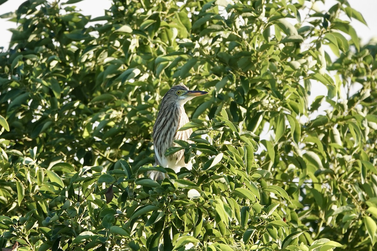 volavka čínská - ML644736931