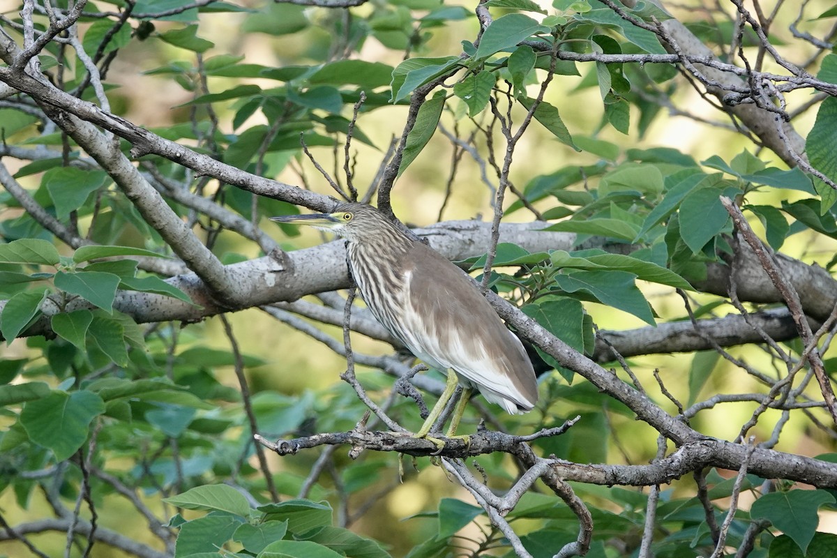 volavka čínská - ML644736932