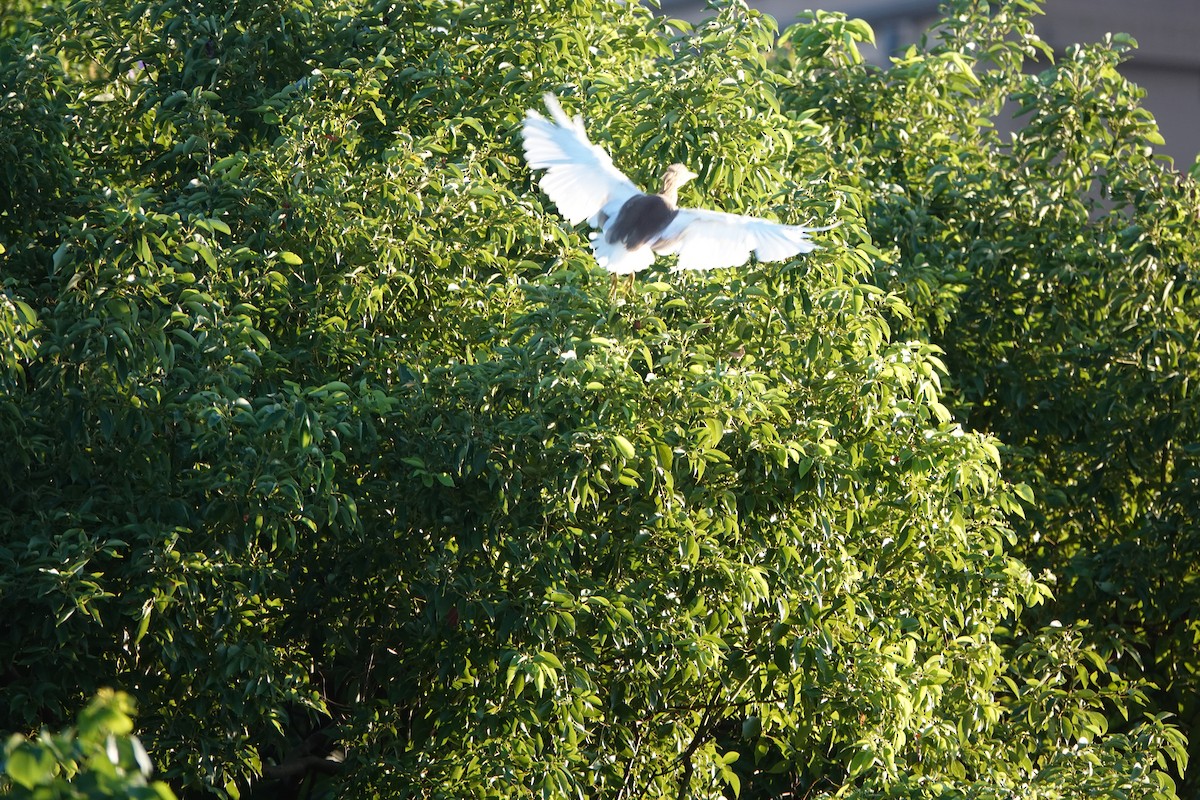 volavka čínská - ML644736933