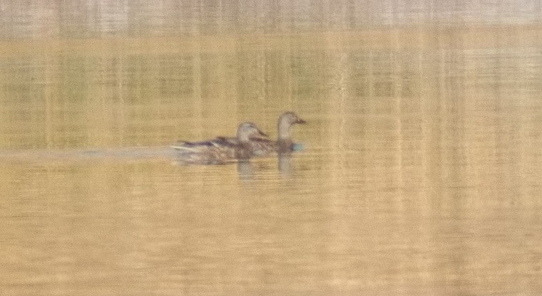 Ánade Friso - ML644736938