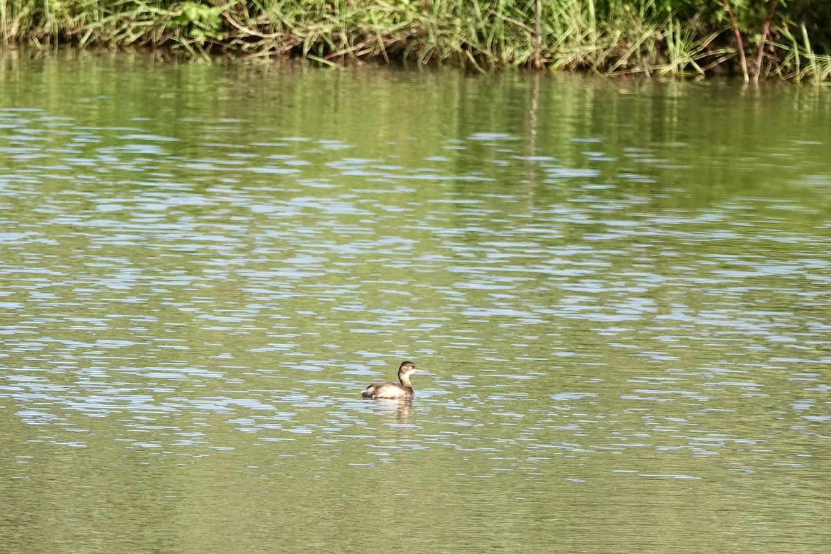 potápka malá - ML644736939