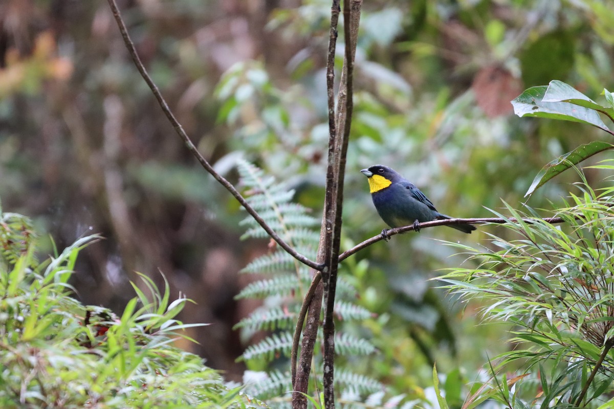 Purplish-mantled Tanager - ML644736940