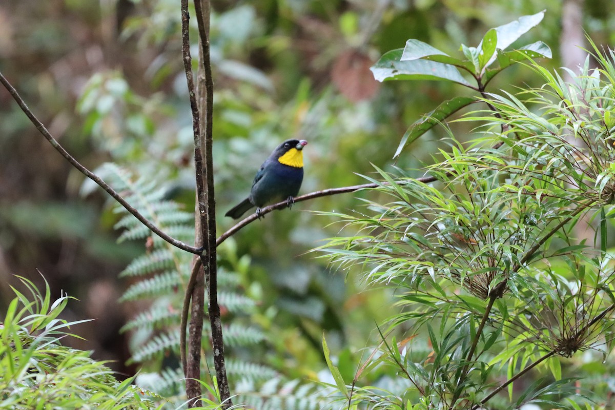 Purplish-mantled Tanager - ML644736941
