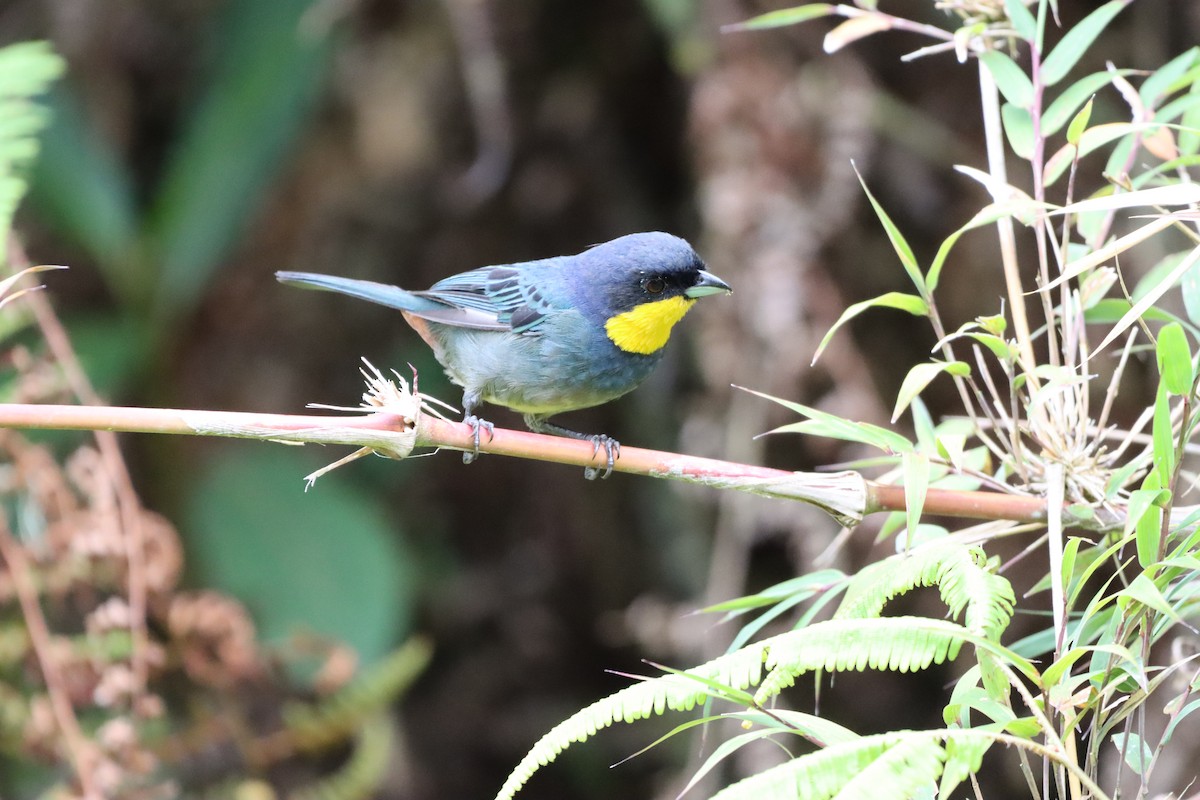 Purplish-mantled Tanager - ML644736942