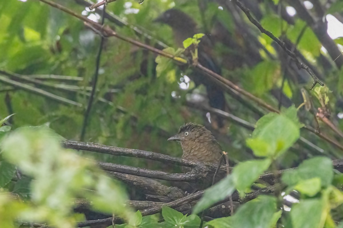 blåvingelattertrost - ML644736943