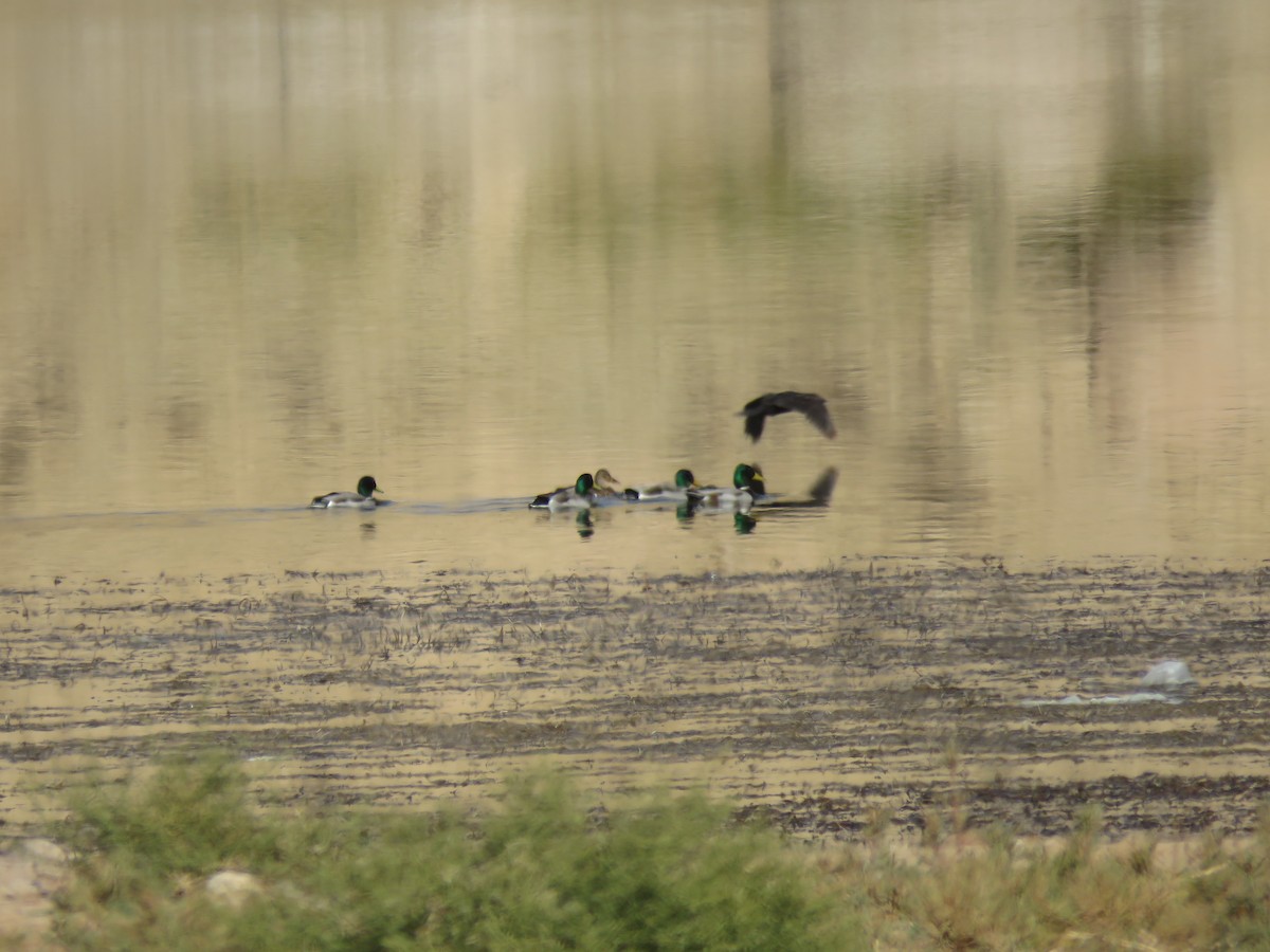 stokkand - ML644736946