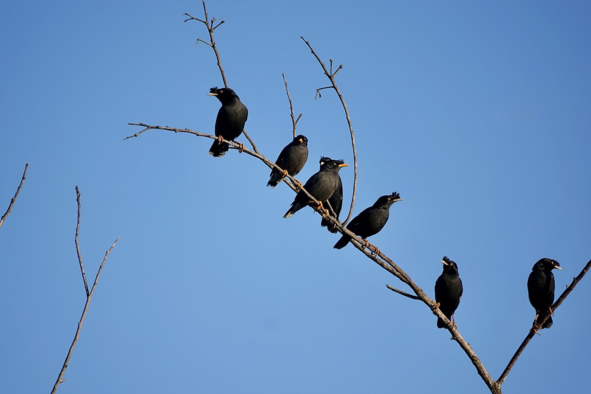 majna chocholatá - ML644736955