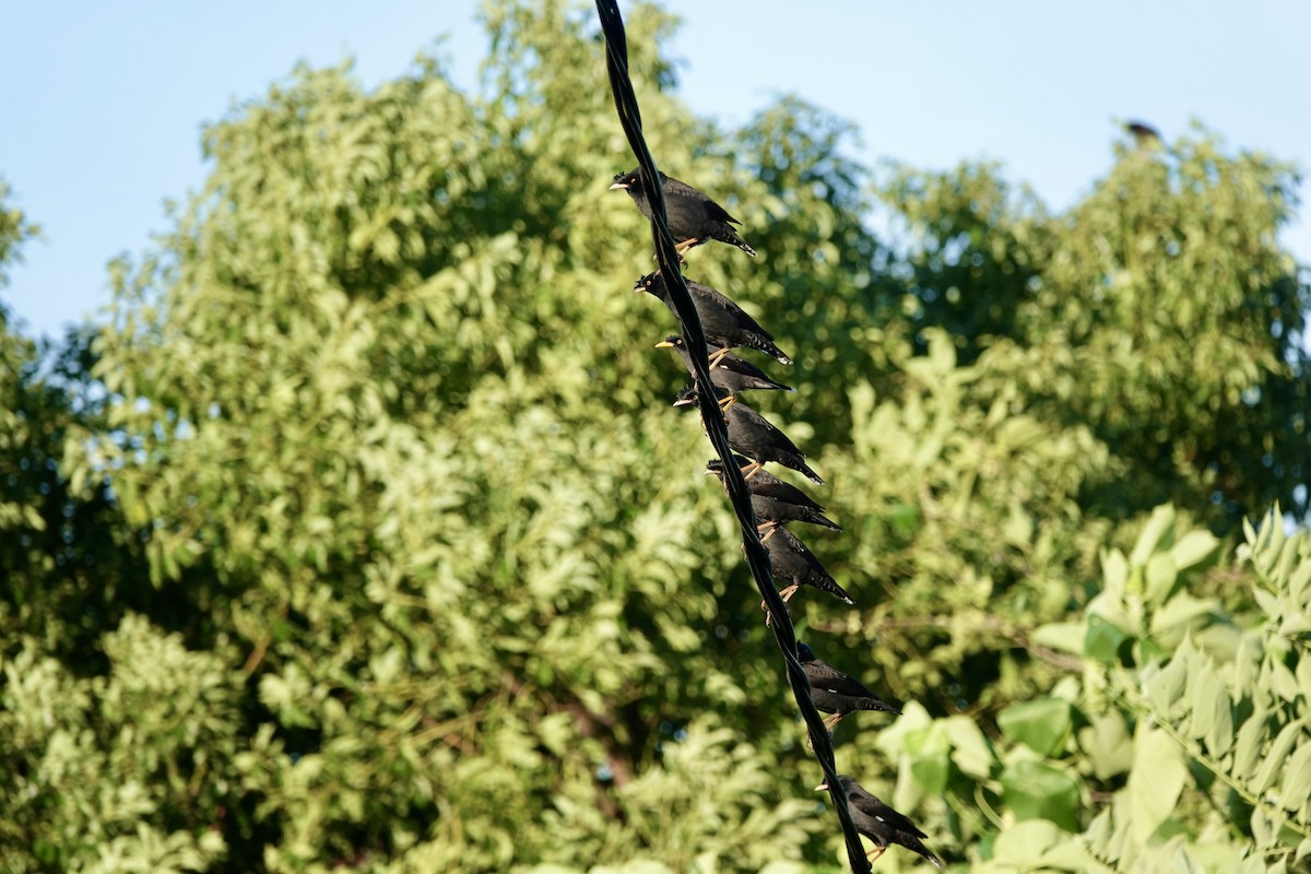 majna chocholatá - ML644736956