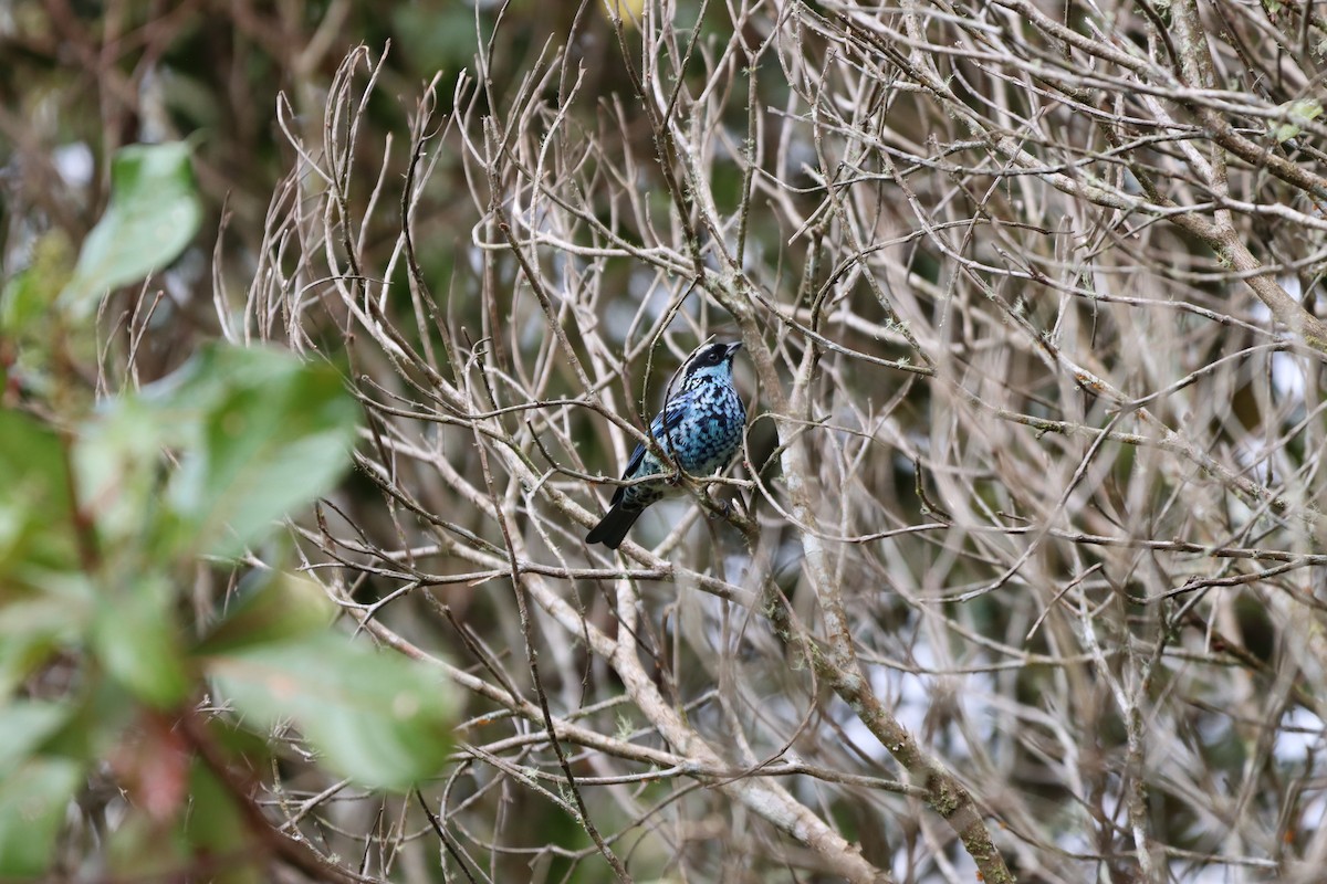 berylltanagar - ML644736957