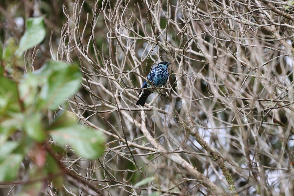 berylltanagar - ML644736958