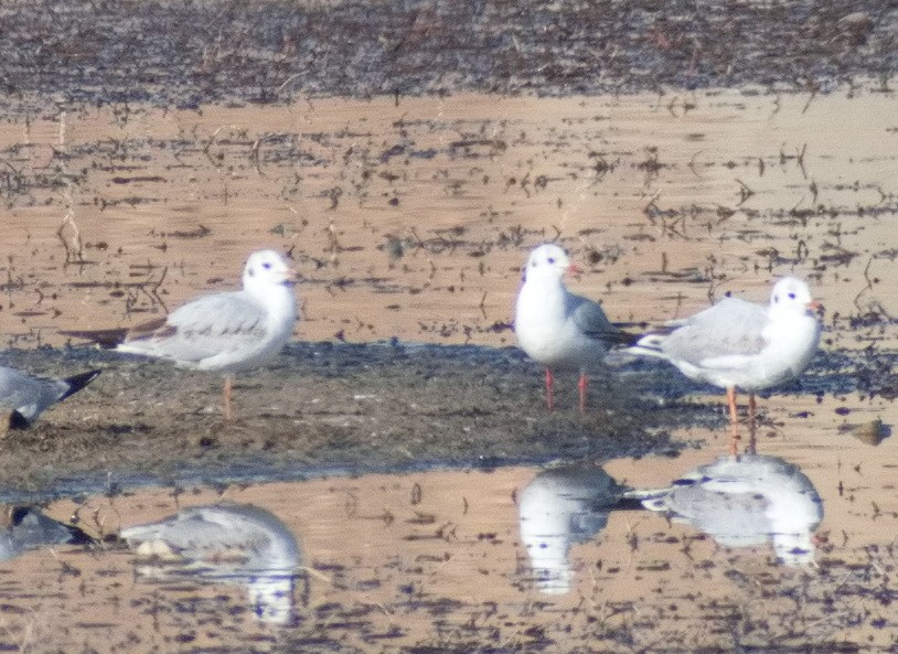 hettemåke - ML644736959