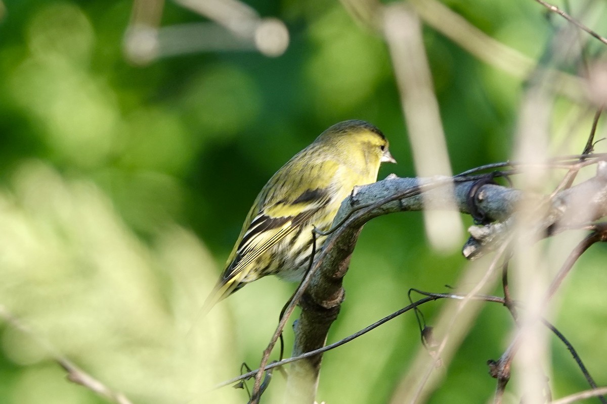 grønnsisik - ML644736961