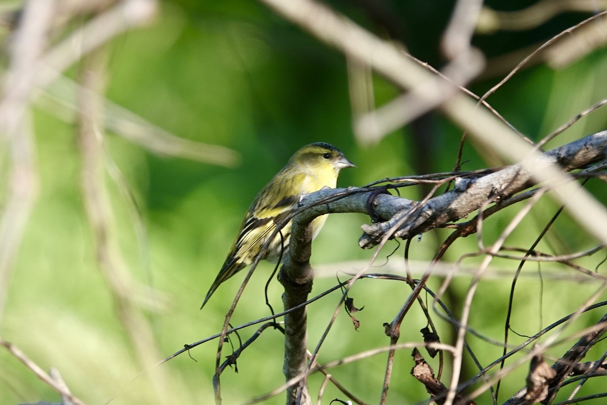 grønnsisik - ML644736962