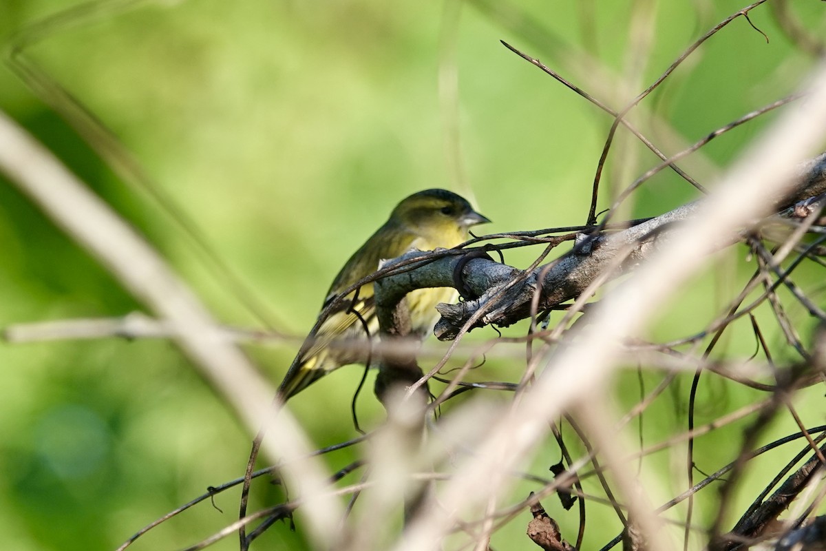 grønnsisik - ML644736963