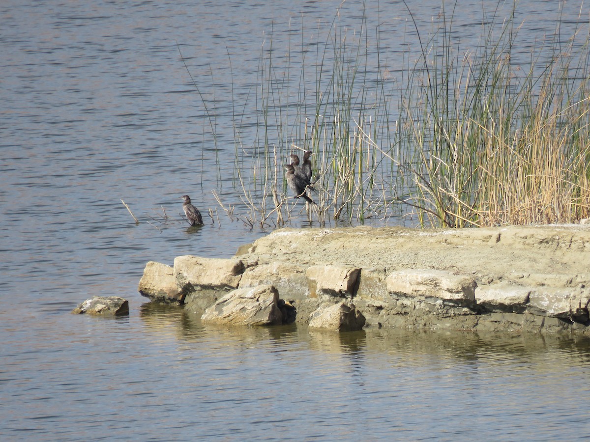 dvergskarv - ML644736964