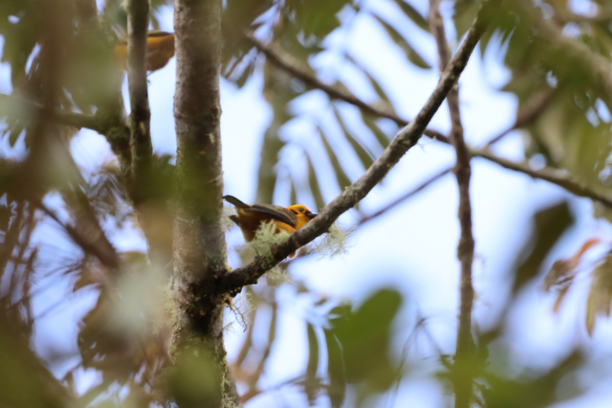 gulltanagar - ML644736965