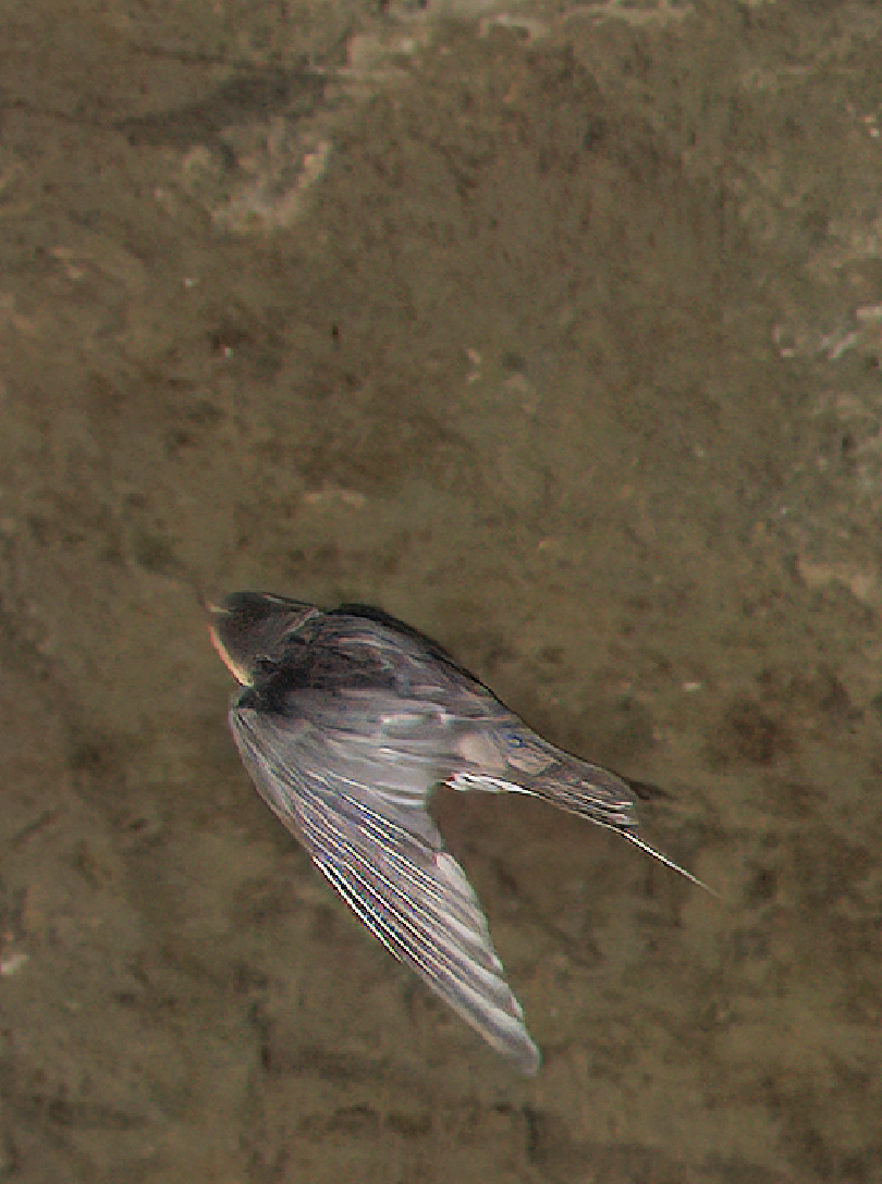 husseiler - ML644736971