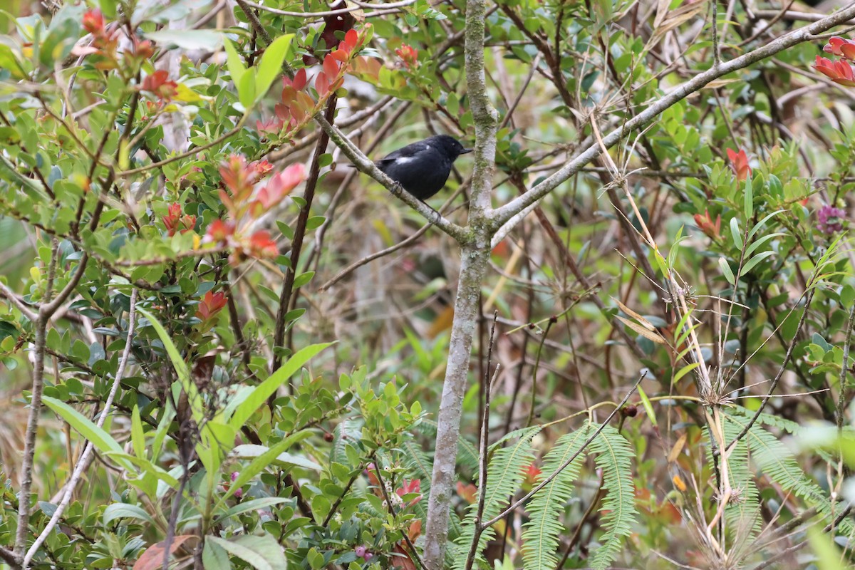 hvitsideblomsterborer - ML644736977