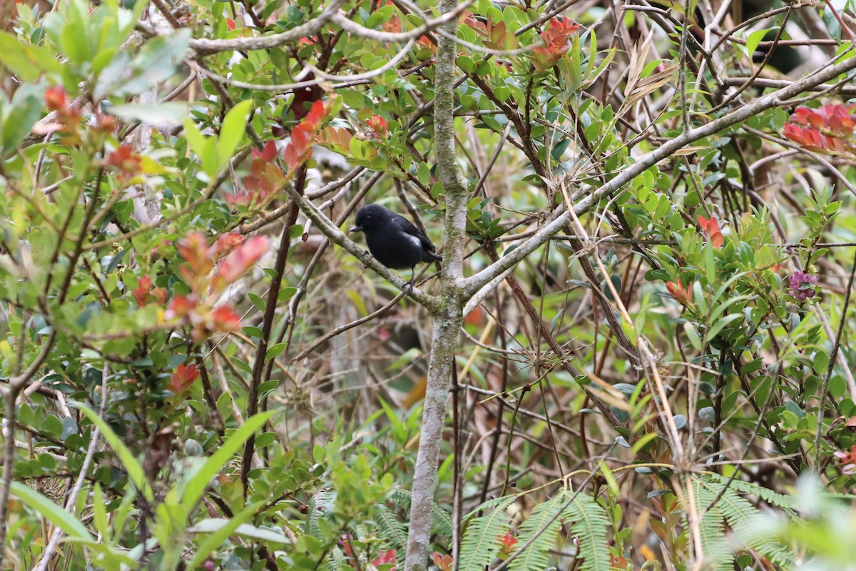 hvitsideblomsterborer - ML644736979