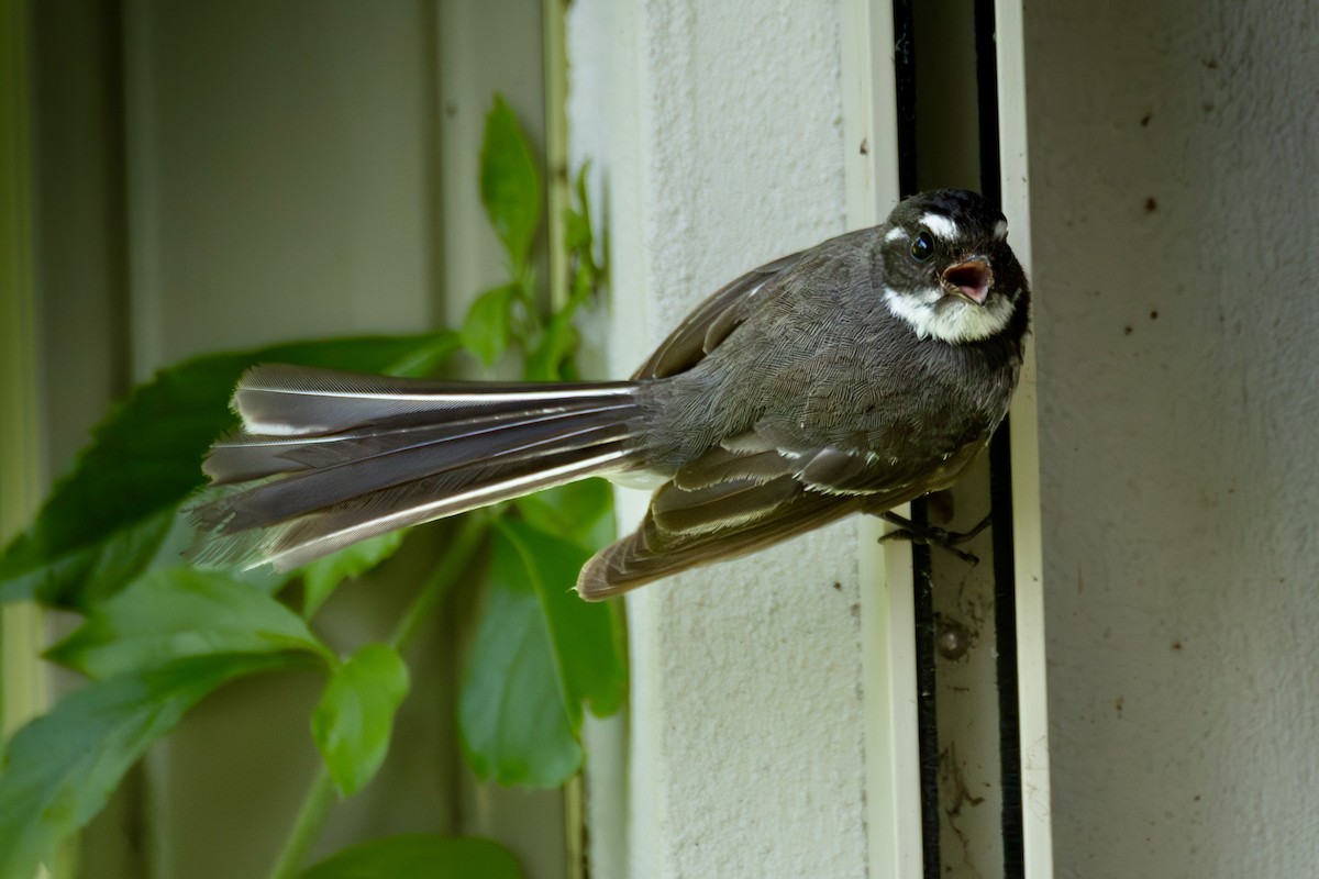 gråviftestjert - ML644736980