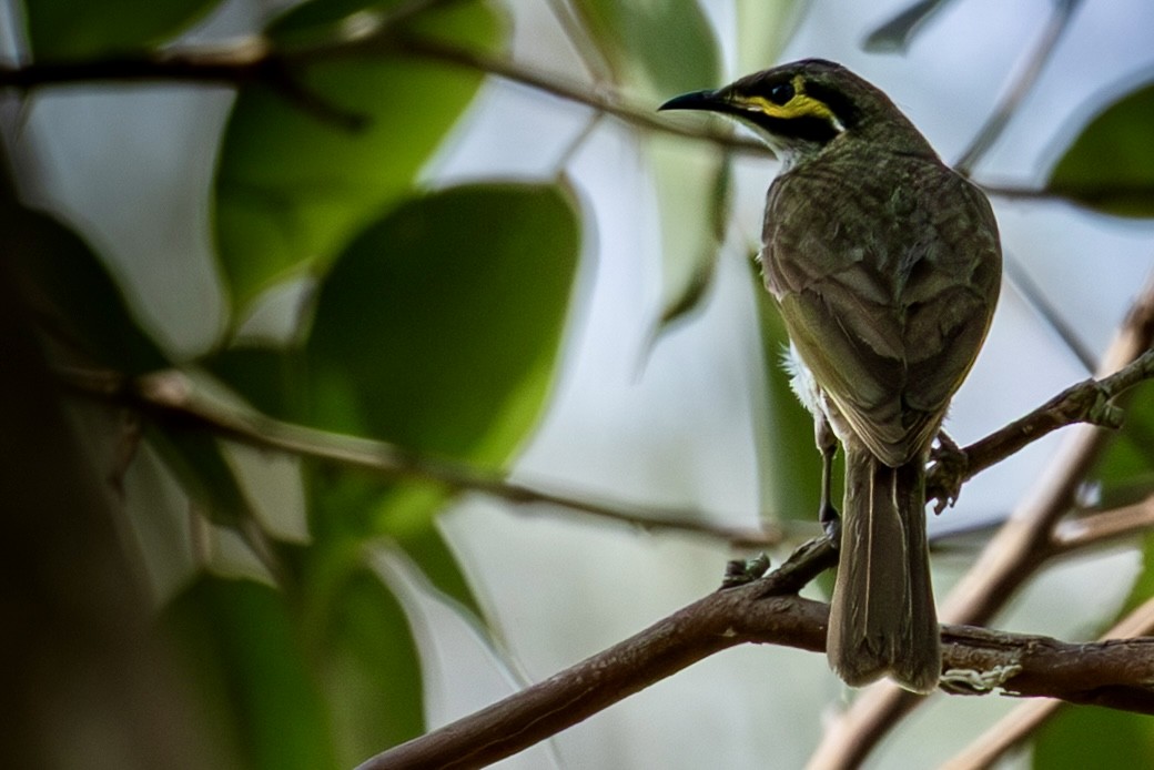 gulstripehonningeter - ML644736984