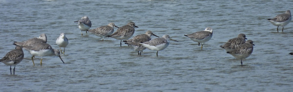 sakhalinsnipe - ML644736987