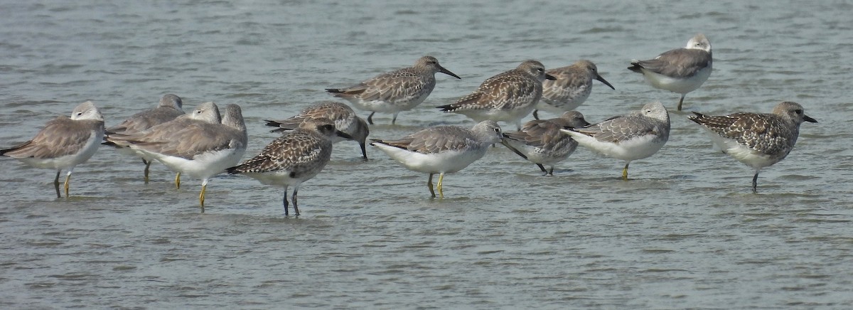 sakhalinsnipe - ML644736988