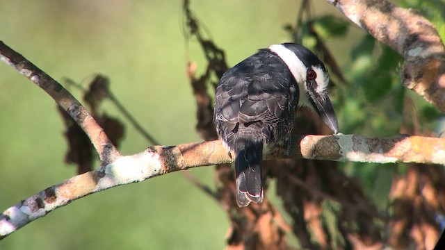 Buco Picogordo Occidental - ML644736989