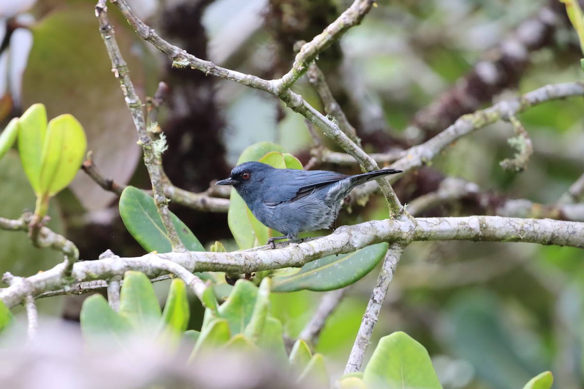 blåblomsterborer - ML644736990