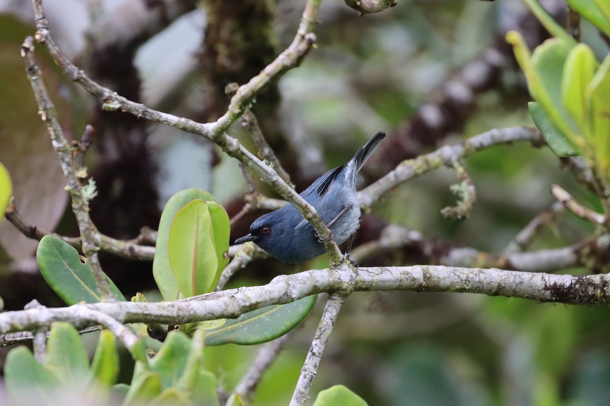 blåblomsterborer - ML644736991