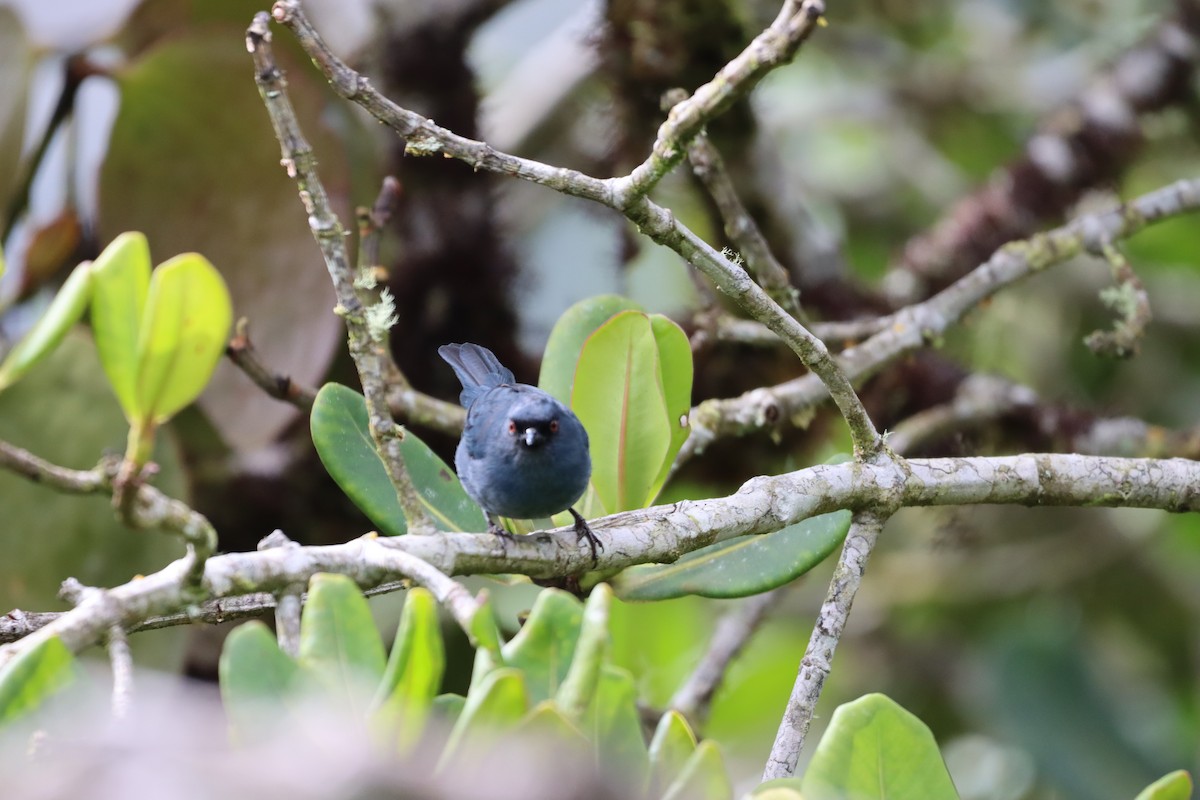 blåblomsterborer - ML644736992