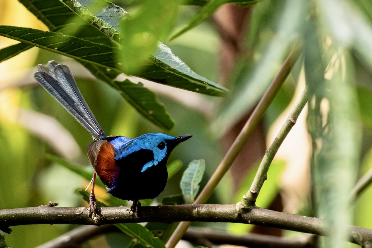 svartbrystalvesmett - ML644736993