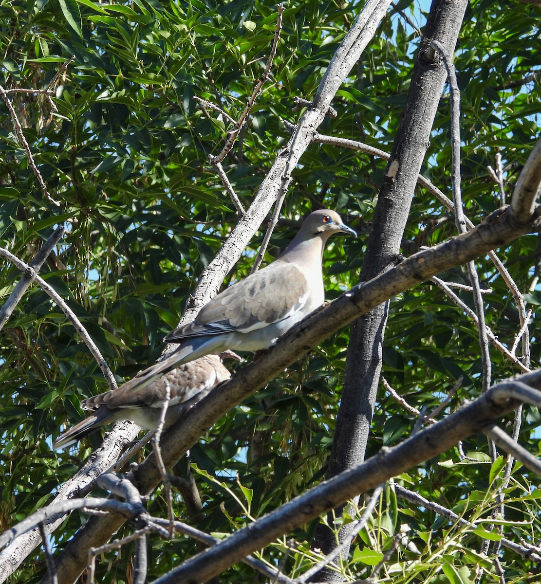 hvitvingedue - ML644736994