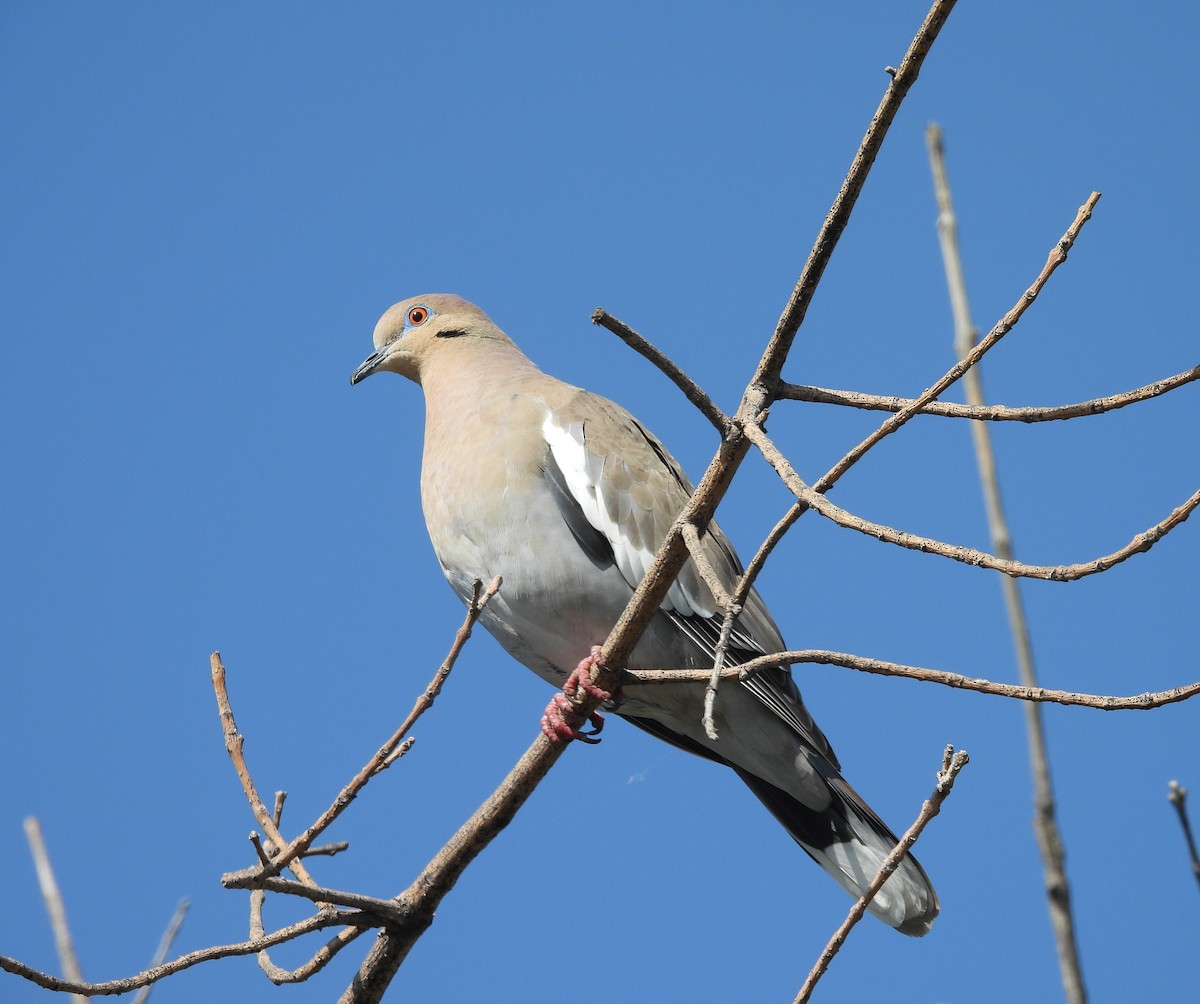 hvitvingedue - ML644736995