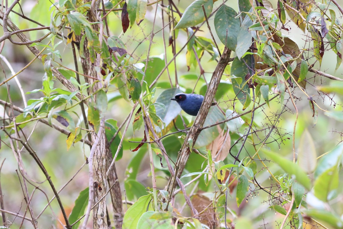 Masked Flowerpiercer - ML644736998