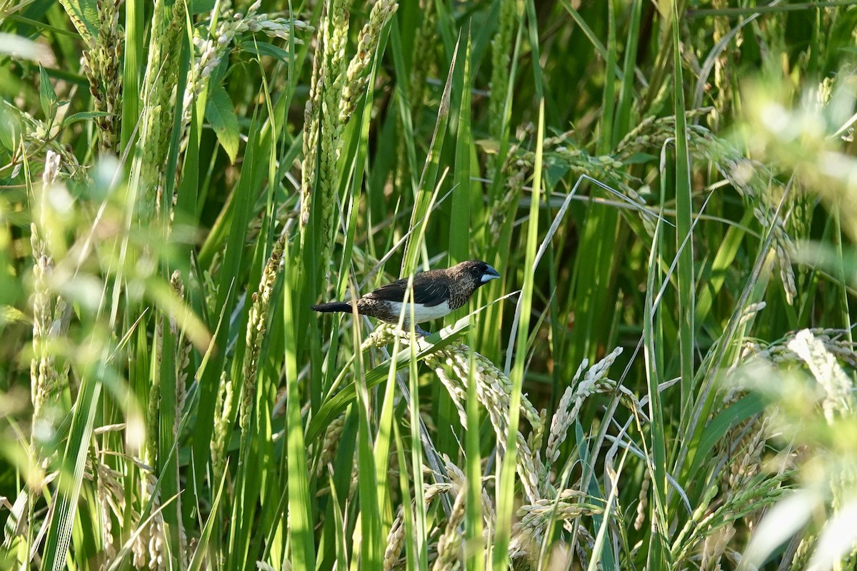 White-rumped Munia - ML644737000