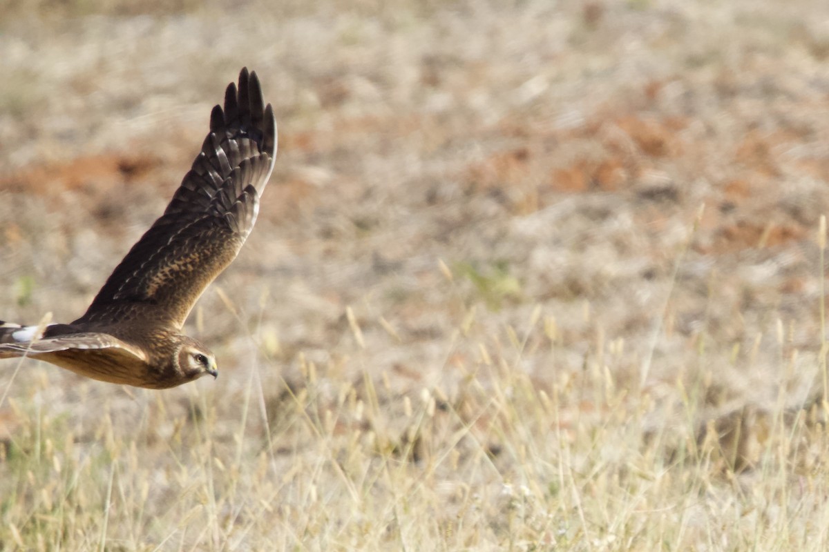 Amerika Delicesi - ML644737004