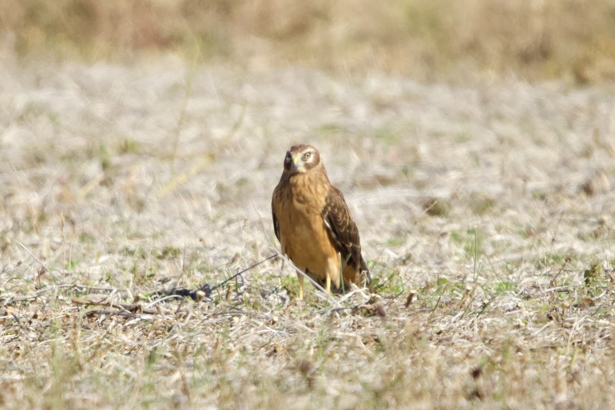 Amerika Delicesi - ML644737007