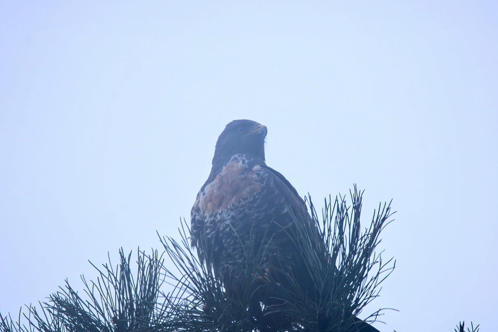 Çakal Şahini - ML644737009