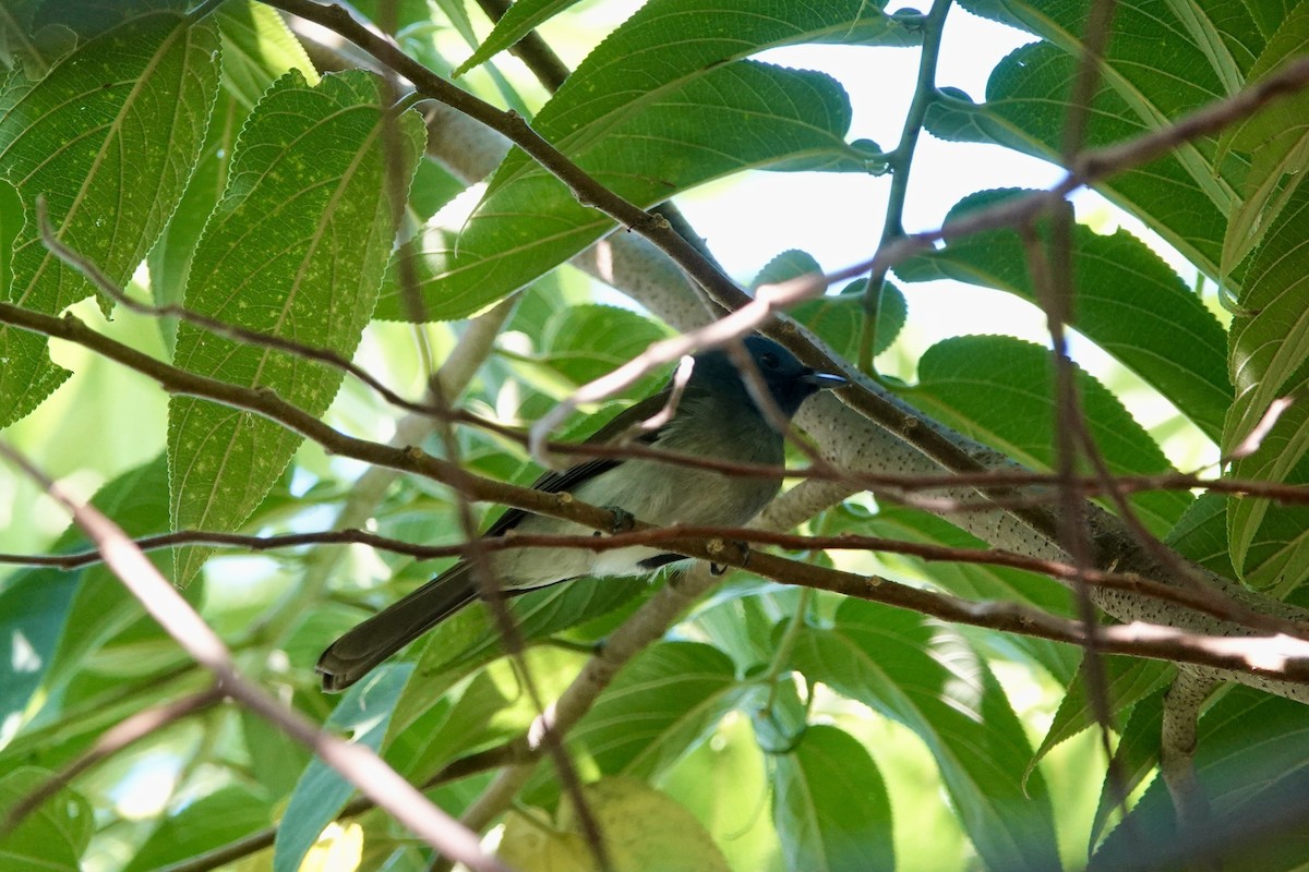 Gök Mavisi Monark - ML644737015