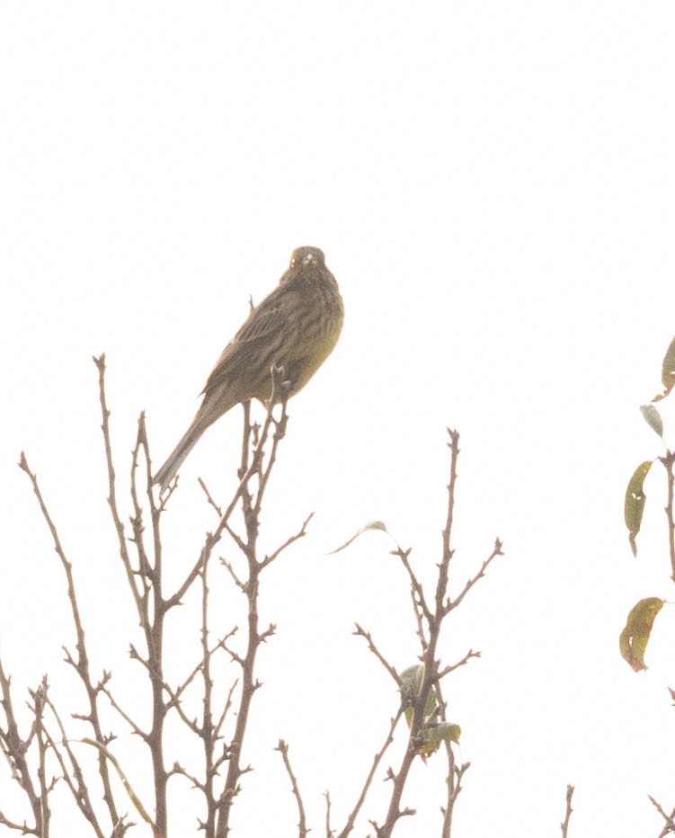 Sarı Çinte - ML644737016